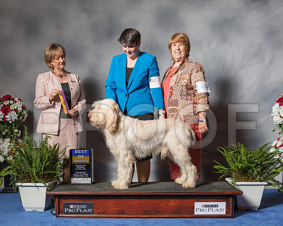 Spinoni Italiani #7 Thur BOB Stud Spiars Jackie Judge Ms Peggy Beisel-Mcllwaine-SSR_4034-Hstn2018