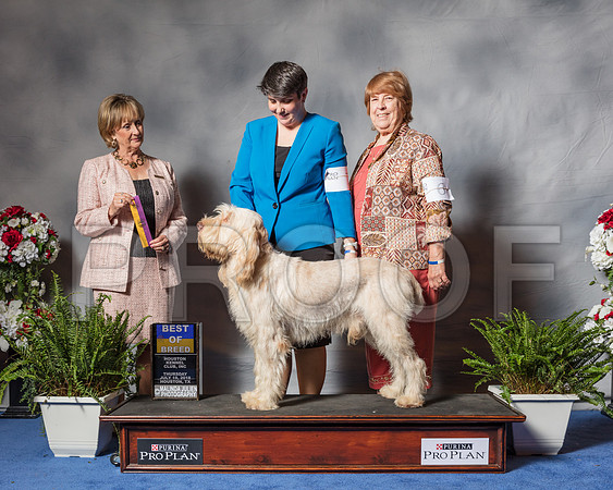 Spinoni Italiani #7 Thur BOB Stud Spiars Jackie Judge Ms Peggy Beisel-Mcllwaine-SSR_4035-Hstn2018