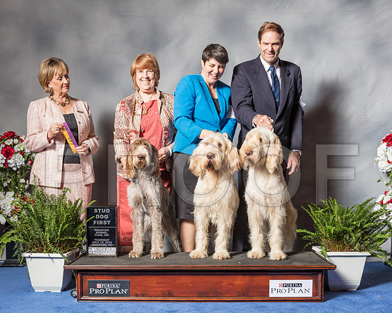 Spinoni Italiani #7 Thur Stud Dog GET Spiars Jackie Judge Ms Peggy Beisel-Mcllwaine-SSR_4037-Hstn2018