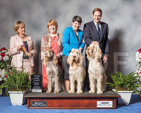 Spinoni Italiani #7 Thur Stud Dog GET Spiars Jackie Judge Ms Peggy Beisel-Mcllwaine-SSR_4038-Hstn2018