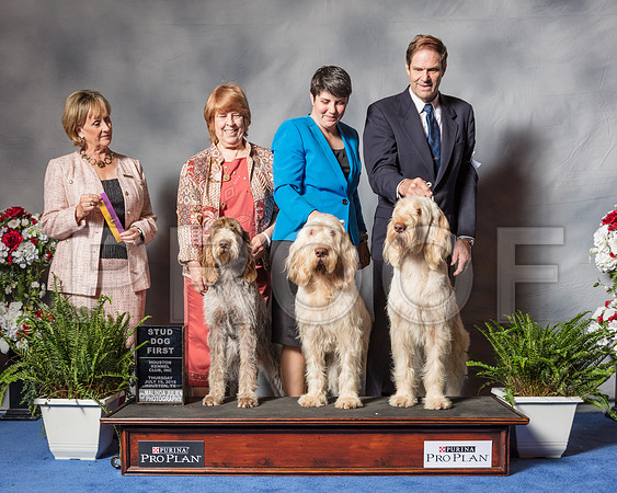 Spinoni Italiani #7 Thur Stud Dog GET Spiars Jackie Judge Ms Peggy Beisel-Mcllwaine-SSR_4039-Hstn2018