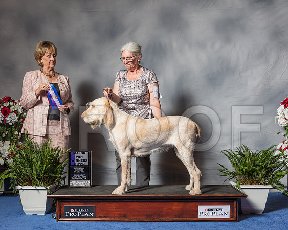 Spinoni Italiani #8 Thur MAJ WB BW BOS 1st OH Blink Bonnie Judge Peggy Beisel Mcilwaine-SSR_4042-Hstn2018