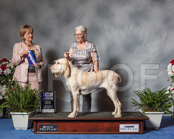 Spinoni Italiani #8 Thur MAJ WB BW BOS 1st OH Blink Bonnie Judge Peggy Beisel Mcilwaine-SSR_4044-Hstn2018