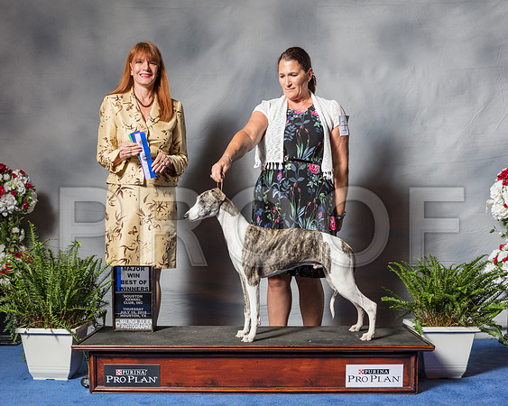 Whippet #15 Thur BOW MAJ Martin Lisa Judge Mrs Linda Hurlebaus-SSR_4066-Hstn2018
