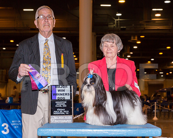 Shih Tzu #7 Fri WD Maj Richter Renate Judge Lewis Bayne_CL_7639-Hstn2018-HR3