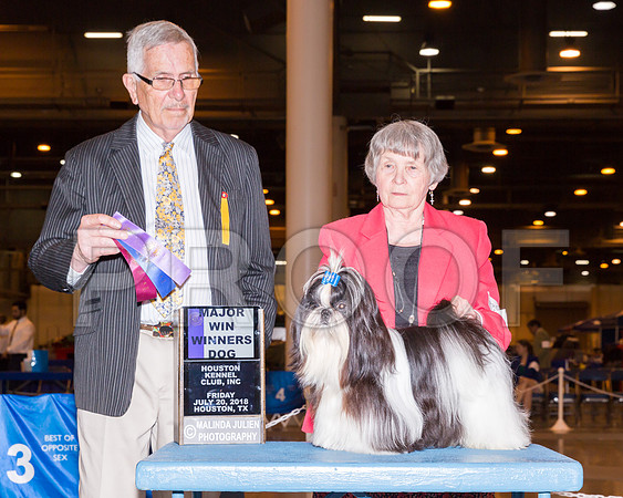 Shih Tzu #7 Fri WD Maj Richter Renate Judge Lewis Bayne_CL_7640-Hstn2018-HR3
