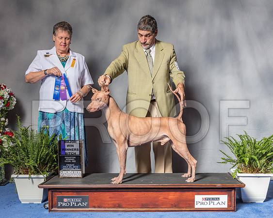 XOLOITZCUINTLI #5 Fri WD BOW Maj Judge Stephanie Seabrook Hedgepath-SSR_5011-Hstn2018