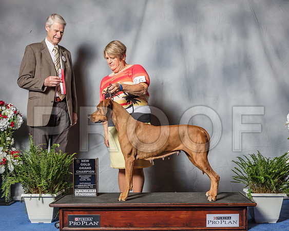 Rhodesian Ridgeback #26 Sat NGC MAJ BOS Judge Jon Cole-SSR_5325-Hstn2018