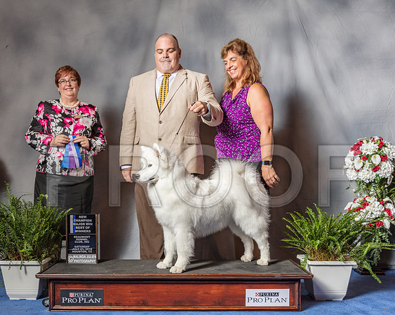 Samoyed #20 Sat WB BOW NC MAJ Judge Mrs Cindy Stansell-SSR_5388-Hstn2018