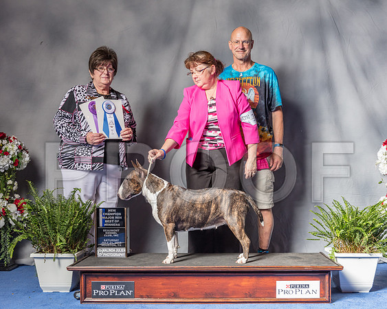 Bull Terrier #12 Sat MAJ WB BOW NC Judge Claudia Sharp-SSR_5546-Hstn2018