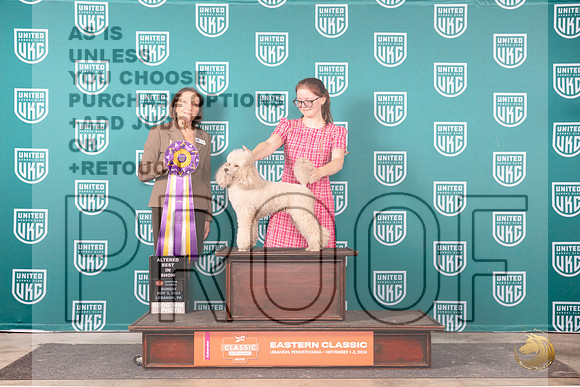 Poodle Miniature #234 Sun ABIS Judge Tina Camp__JP_2546_UKCEastern_2024_HR3