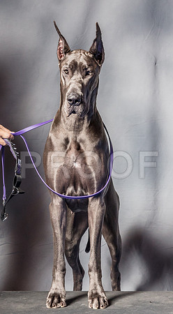 Great Dane #18 Sat CUSTOM-SSR_5457-Hstn2018