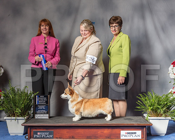Pembroke Welsh Corgi #26 Sat NAH NC BOW Judge Linda Hurlebaus-SSR_5481-Hstn2018