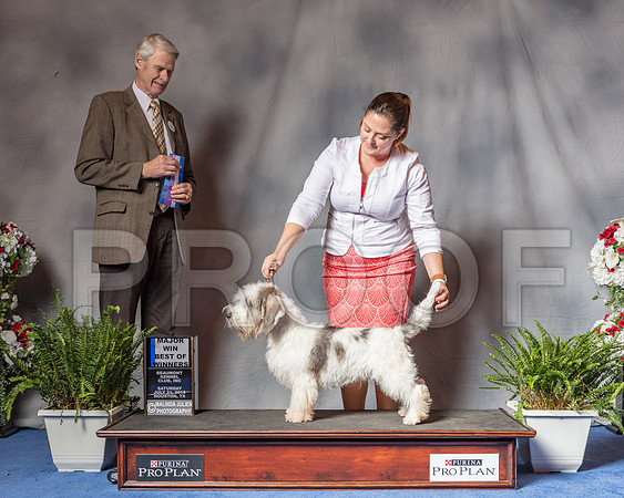 Petits Bassets Griffons Vendeens #19 Sat MAJ BOW Judge Jon Cole-SSR_5593-Hstn2018