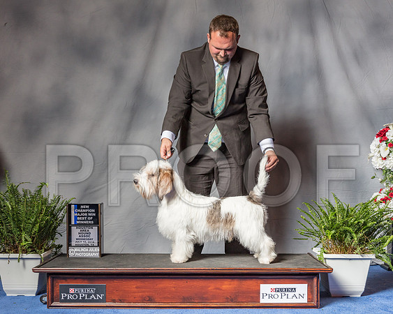 Petits Bassets Griffons Vendeens #31 Wed BOW MAJ NC Judge Judith Brown-SSR_5601-Hstn2018