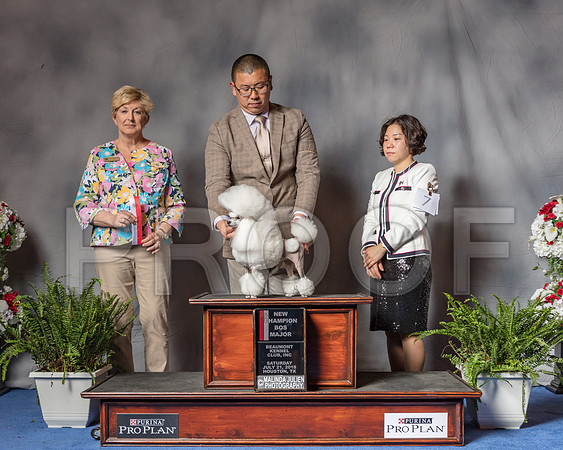 Poodle Toy #6 Sat BOS MAJ NC Judge Charlotte Patterson-SSR_5746-Hstn2018