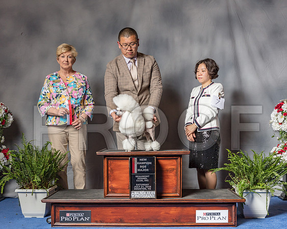 Poodle Toy #6 Sat BOS MAJ NC Judge Charlotte Patterson-SSR_5747-Hstn2018