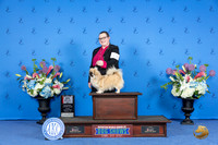 Tibetal Spaniel #10 SUN BOS M Judge Douglas Johnson
