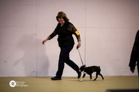 Boston Terrier Sat Ring S2