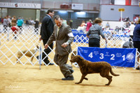 Chesapeake Bay Retriever Sat Ring