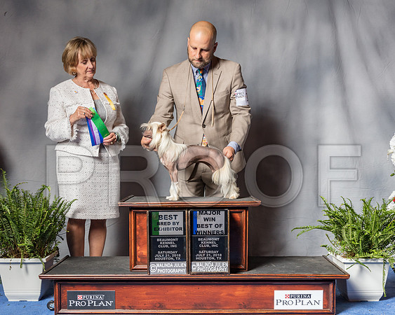 Chinese Crested #12 Sat BBB WB BOW MAJ Judge Peggy McIlwaine-SSR_5872-Hstn2018