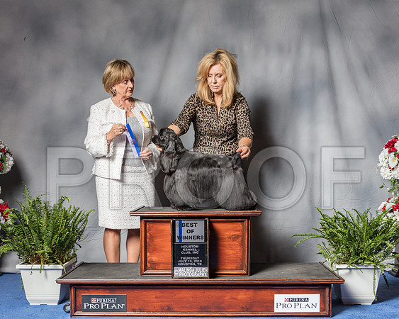 Cocker Spaniel Black #10 Thur BOW Judge Peggy McIlwaine-SSR_6123-Hstn2018
