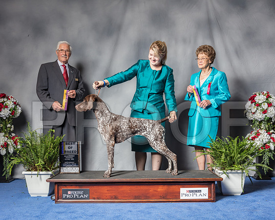 German Shorthaired Pointer #26 Sat BOB Judge Charles Trotter-SSR_5956-Hstn2018