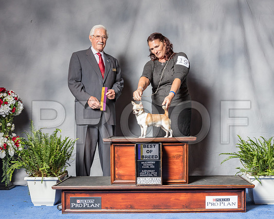 Smooth Coated Chihuahua #19 Sat BOB Judge Charles Trotter-SSR_5959-Hstn2018
