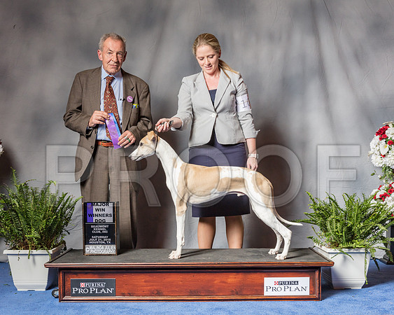 Whippet #37 Sat WD MAJ Judge Peggy McIlwaine-SSR_5928-Hstn2018