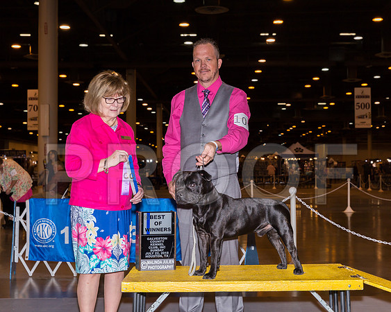 Staffordshire Bull Terrier #17 Sun BOW Judge Louise Leon_CL_7748-Hstn2018-HR3