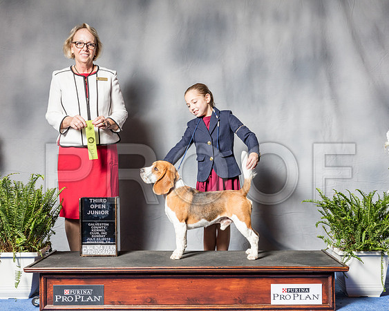 Beagle 15 #J408 Sun 3rd Open Junior Judge Alisa Brotherhood-SSR_6566-Hstn2018