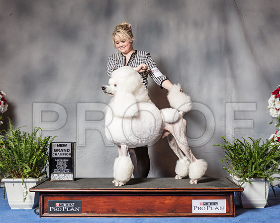 Poodle Standard #7 SUn BOS NGC Judge Rodney Herner-SSR_6574-Hstn2018