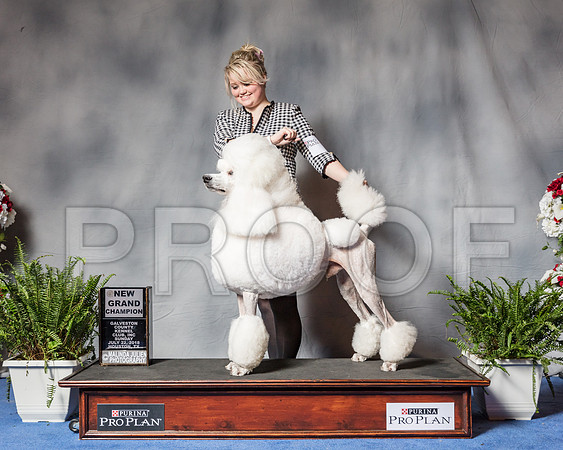 Poodle Standard #7 SUn BOS NGC Judge Rodney Herner-SSR_6575-Hstn2018