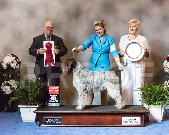 Afghan Hound #6 Sun G2 Judge Sidney Marx-SSR_6890-Hstn2018