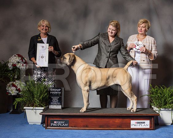 Boerboel #6 Sun G4 Judge Debra Thornton-SSR_6980-Hstn2018