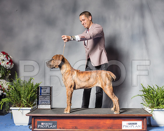 Boerboel #8 Wed BOW-SSR_7023-Hstn2018
