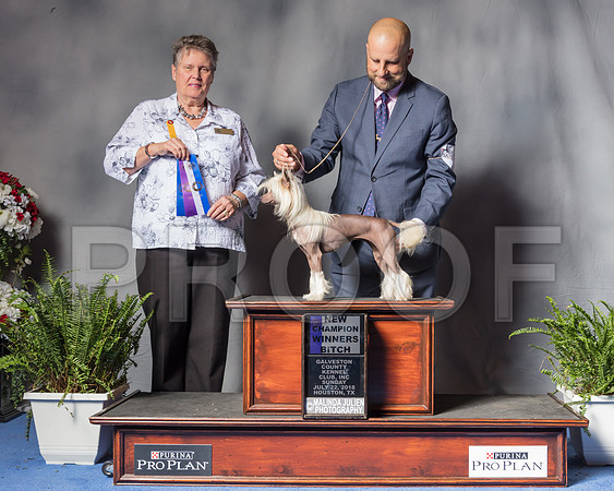 Chinese Crested #12 Sun WB Maj NCh Judge Stephanie Seabrook Hedgepath-SSR_6825-Hstn2018