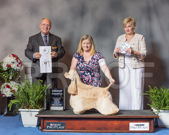 Cocker Spaniel ASCOB #11 Sun G4 Judge Sidney Marx-SSR_6899-Hstn2018