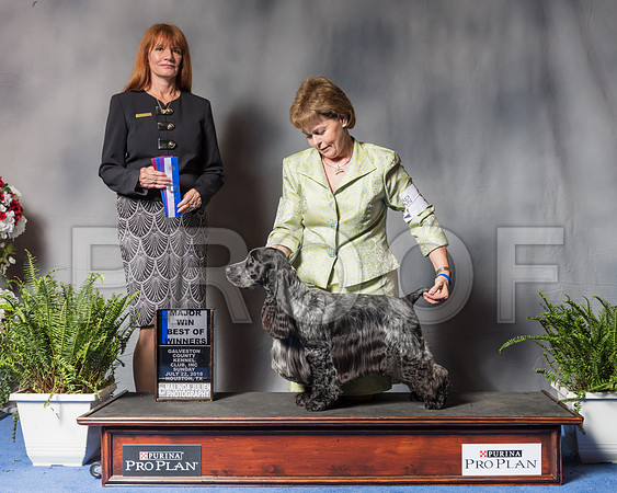 English Cocker Spaniel #9 Sun BOW Maj Judge LInda Hurlebaus-SSR_6934-Hstn2018