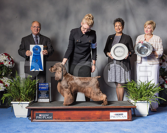 Field Spaniel #6 Sun G1 Judge Sidney Marx-SSR_6888-Hstn2018