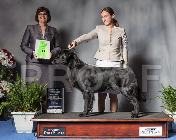 Flat Coated Retriever #15 Sun OHG2 Judge Danelle Brown-SSR_6944-Hstn2018