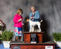Fox Terrier Smooth #20 Sun NGrCh Judge Louise Leon