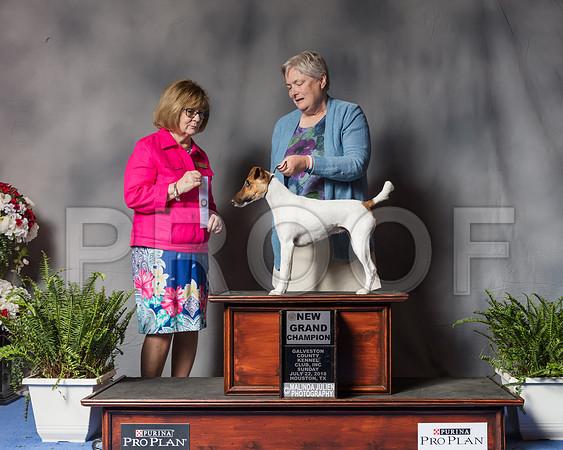 Fox Terrier Smooth #20 Sun NGrCh Judge Louise Leon-SSR_6851-Hstn2018