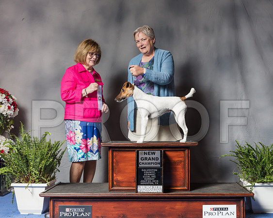 Fox Terrier Smooth #20 Sun NGrCh Judge Louise Leon-SSR_6853-Hstn2018