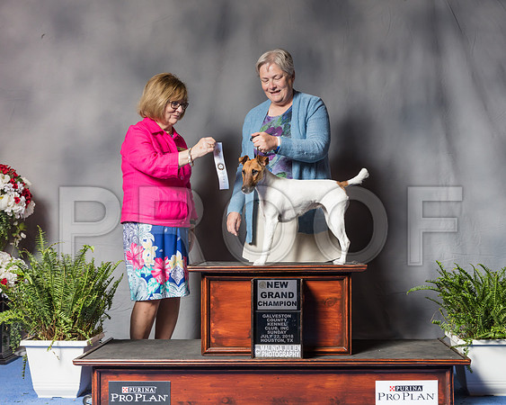 Fox Terrier Smooth #20 Sun NGrCh Judge Louise Leon-SSR_6856-Hstn2018