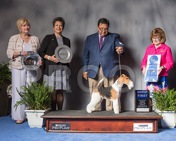 Fox Terrier Wire #9 Sun G1 Judge Rodney Herner-SSR_6829-Hstn2018
