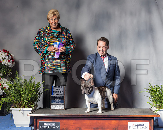 French Bulldog #23 Sun BOW Maj Judge Sheila D Paske-SSR_6799-Hstn2018