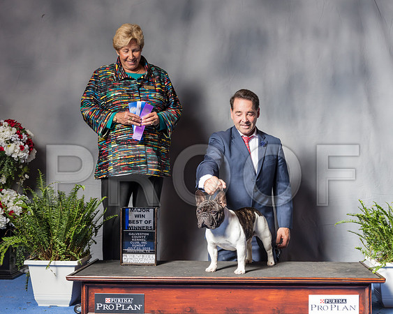 French Bulldog #23 Sun BOW Maj Judge Sheila D Paske-SSR_6800-Hstn2018