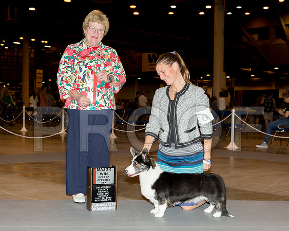 Cardigan Welsh Corgi #6 Sun BOS Maj Judge Judith Brown_CL_7798-Hstn2018-HR3
