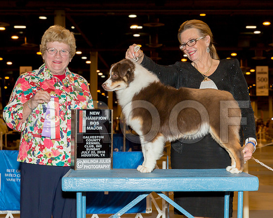 Miniature American Shepherd #10 Sun BOS NCh Judge Judith Brown_CL_7791-Hstn2018-HR3